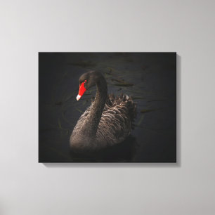 Beautiful Black Swan with a Bright Red Beak Canvas Print
