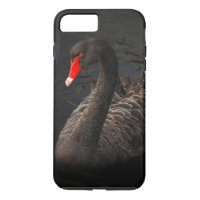 Beautiful Black Swan with a Bright Red Beak
