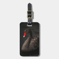 Beautiful Black Swan with a Bright Red Beak