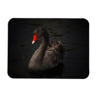 Beautiful Black Swan with a Bright Red Beak