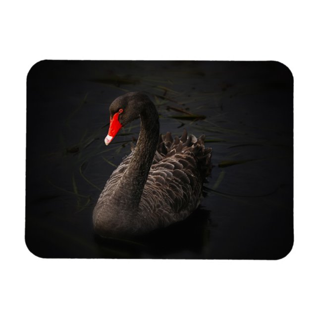 Beautiful Black Swan with a Bright Red Beak Magnet (Horizontal)