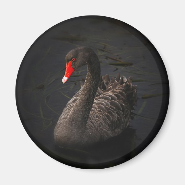 Beautiful Black Swan with a Bright Red Beak Magnet (Front)