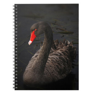 Beautiful Black Swan with a Bright Red Beak Notebook