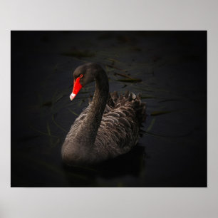 Beautiful Black Swan with a Bright Red Beak Poster
