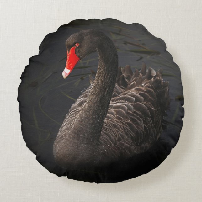 Beautiful Black Swan with a Bright Red Beak Round Cushion (Front)