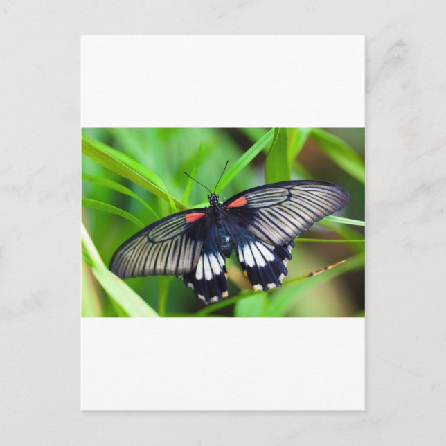 Beautiful Black, White and Red Butterfly Postcard (Front)