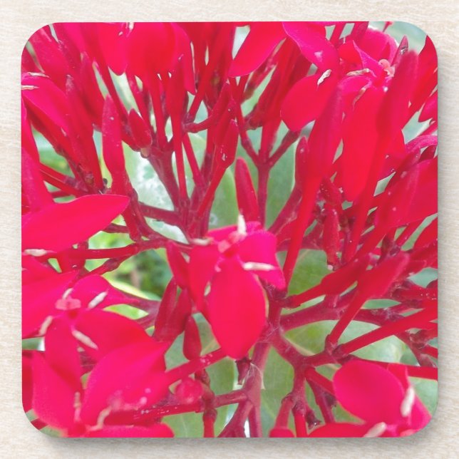 Beautiful Blood Flower Milkweed Art Print/Graphic Coaster (Front)