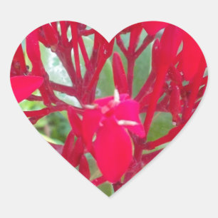 Beautiful Blood Flower Milkweed Art Print/Graphic Heart Sticker