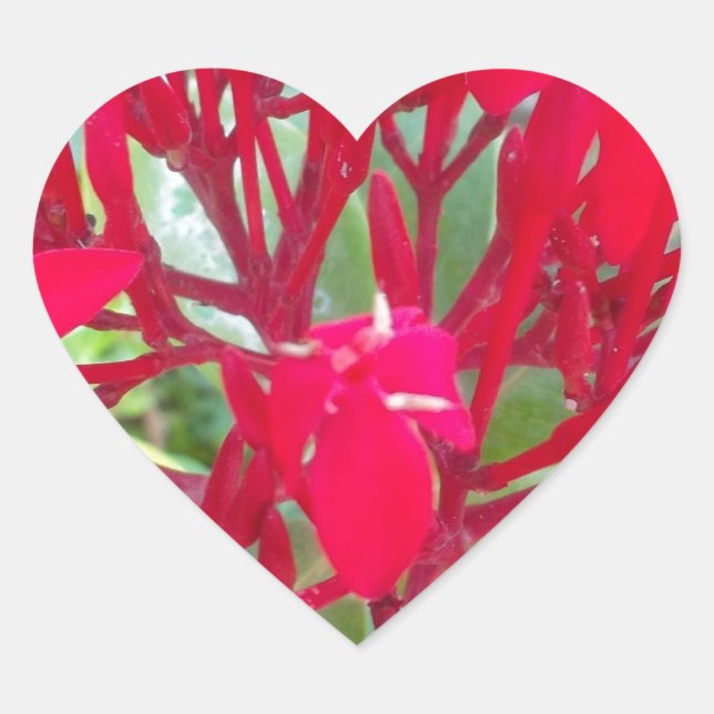 Beautiful Blood Flower Milkweed Art Print/Graphic Heart Sticker (Front)