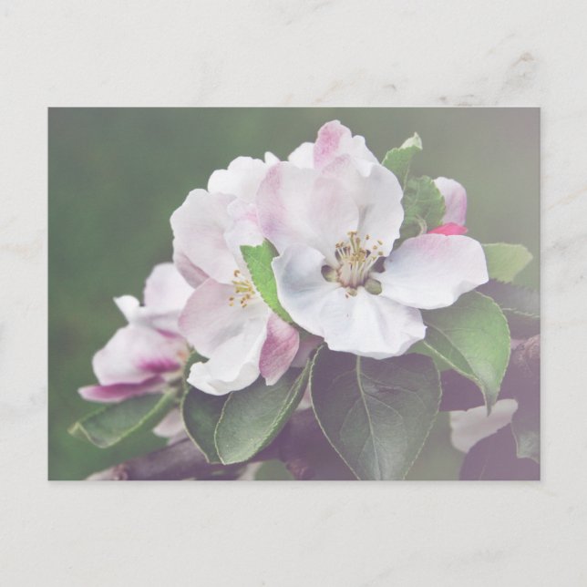 Beautiful Blooming Apple Tree Postcard (Front)