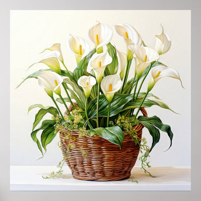 Beautiful Blooming Calla Lily Flowers Poster (Front)