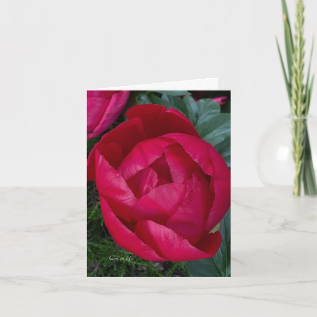  Beautiful Blooming Red Peony Note Card (Front)