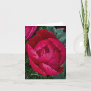 Beautiful Blooming Red Peony Note Card