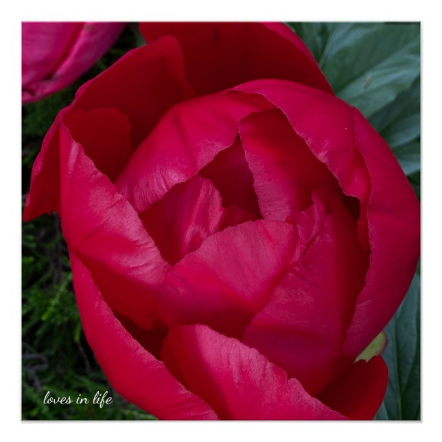 Beautiful Blooming Red Peony  Poster (Front)