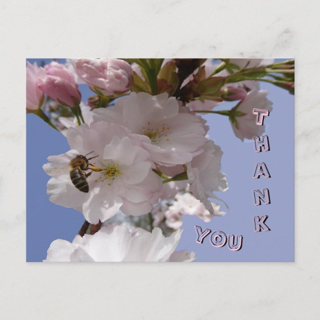 Beautiful Blossoms with Bee Thank You Postcard (Front)