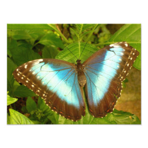 Beautiful Blue and Black Butterfly Poster