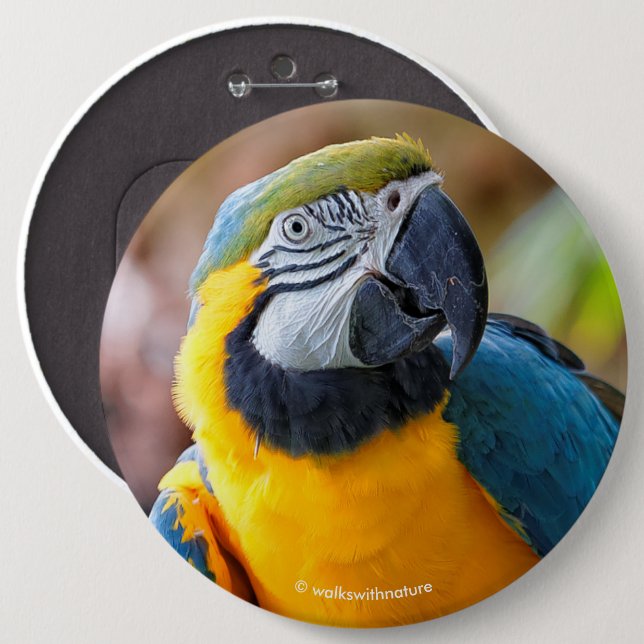 Beautiful Blue and Gold Macaw 6 Cm Round Badge (Front & Back)