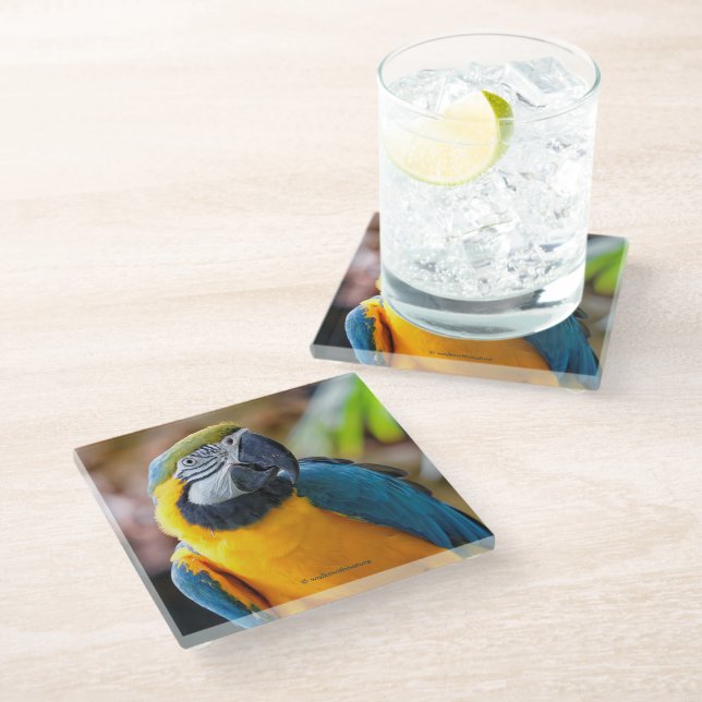 Beautiful Blue and Gold Macaw Parrot Bird Glass Coaster (Angled)