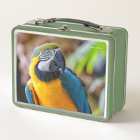 Beautiful Blue and Gold Macaw Parrot Bird