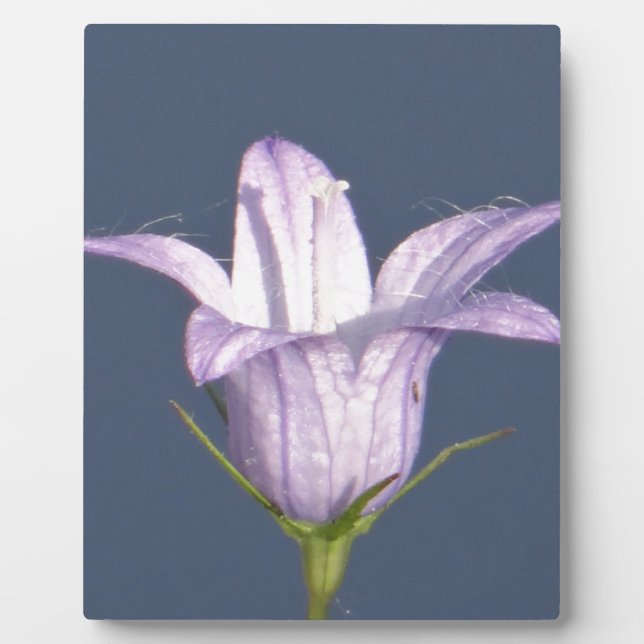 Beautiful blue bell flower plaque (Front)