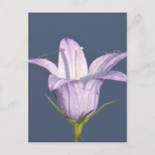 Beautiful blue bell flower postcard