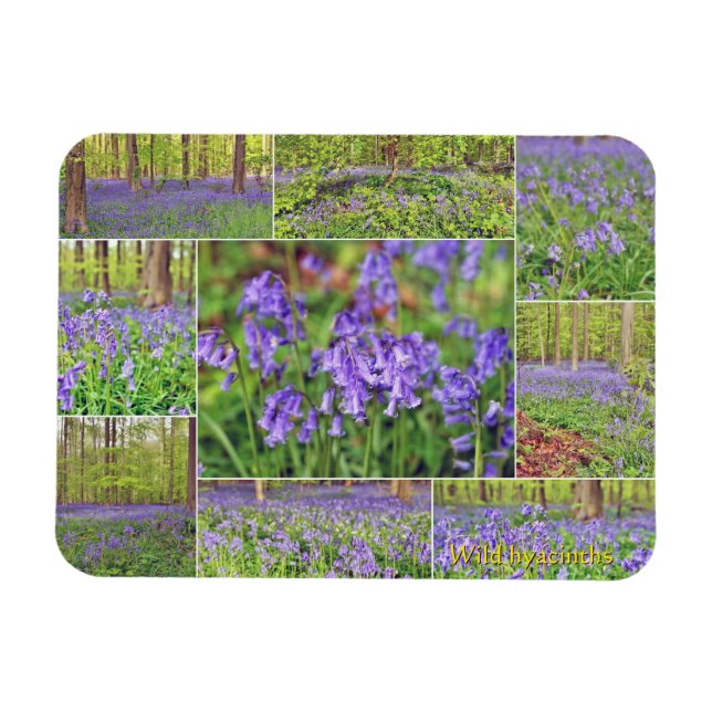 Beautiful blue bells in forest  magnet (Horizontal)