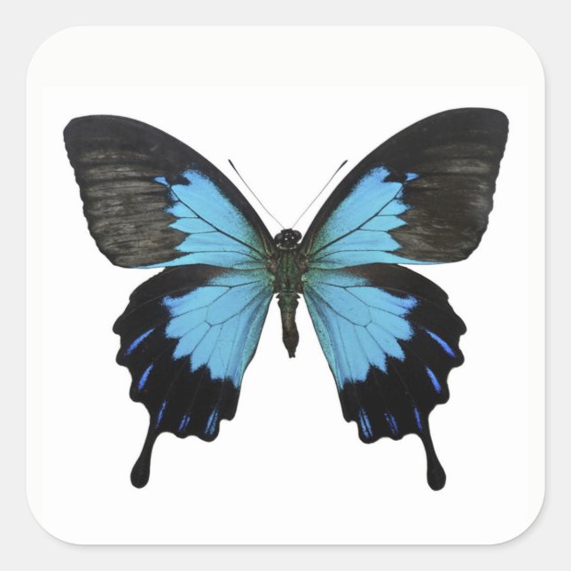 Beautiful Blue Black Butterfly Square Sticker (Front)