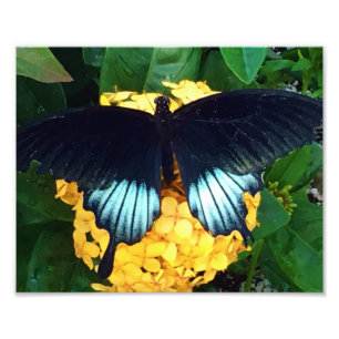 Beautiful Blue Butterfly on Yellow flowers Photo Print