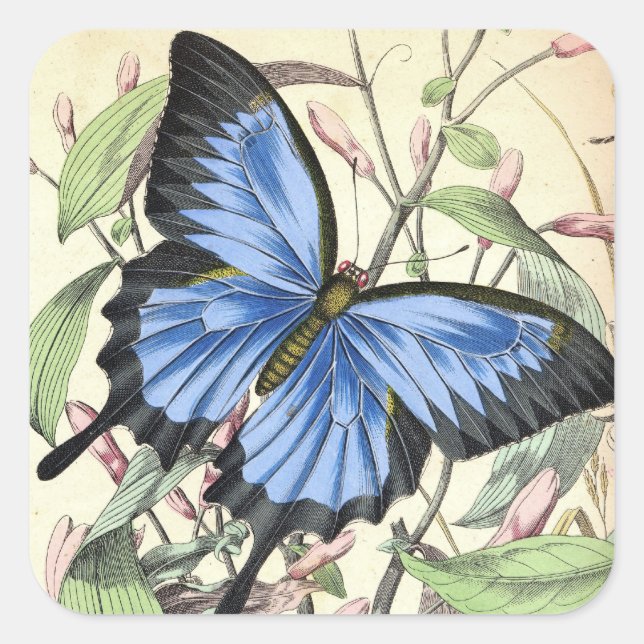 Beautiful blue butterfly vintage art sticker (Front)