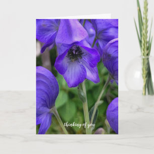 Beautiful Blue Delphiniums Sympathy Card