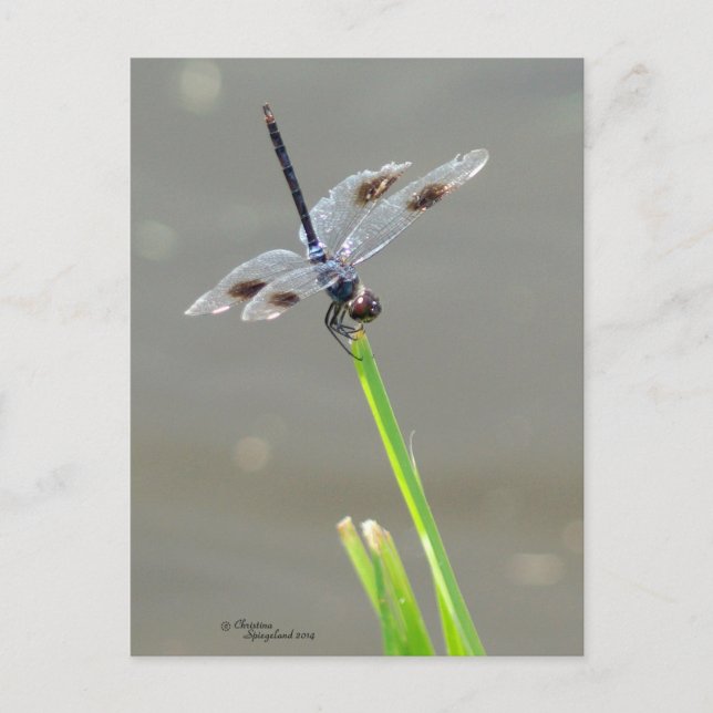 Beautiful Blue Dragonfly Postcard (Front)