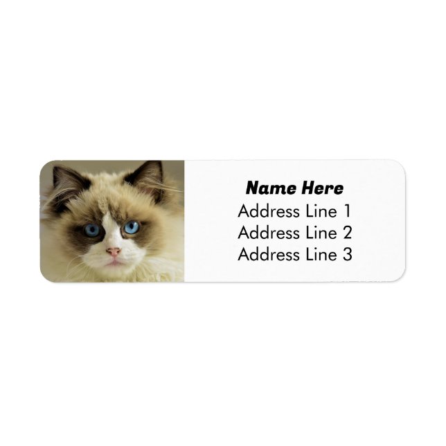 Beautiful Blue Eyed Ragdoll Cat Return Address (Front)