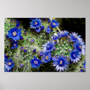 Beautiful Blue Flowering Cactus Plant Poster