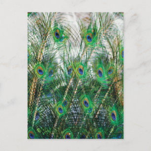Beautiful blue green gold colours peacock feathers postcard