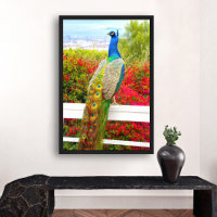 Beautiful Blue Green Peacock Photo Stylish Modern