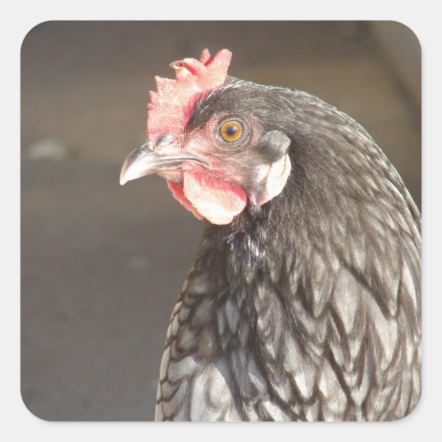 Beautiful Blue Hen Square Sticker (Front)