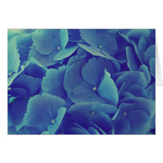 Beautiful Blue Hydrangea