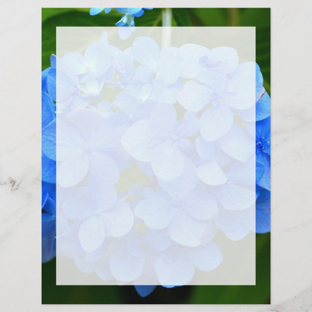 Beautiful Blue Hydrangea Flower (Front)