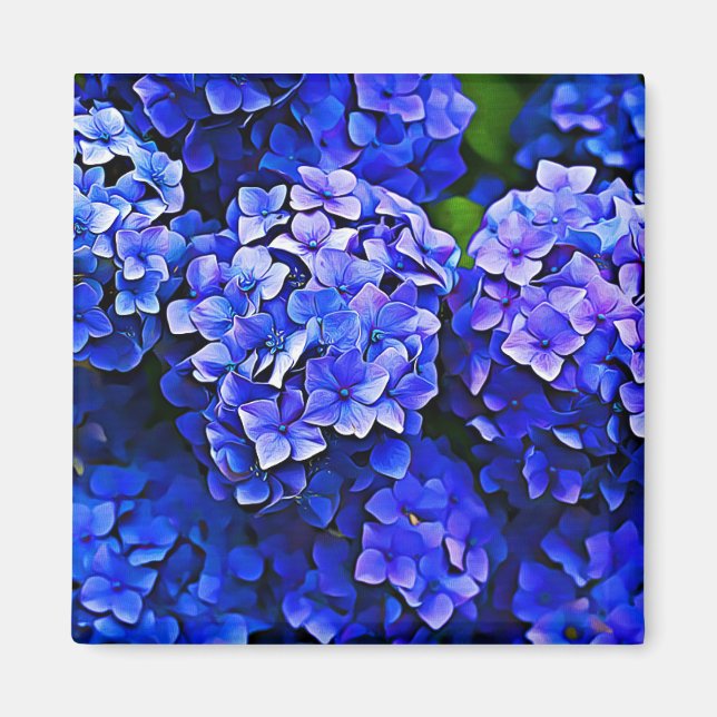 Beautiful Blue Hydrangea Flowers Floral Art Magnet (Front)