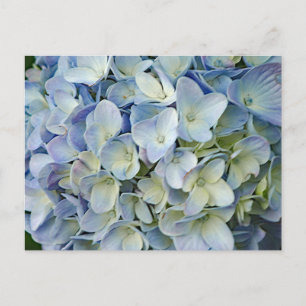 Beautiful Blue Hydrangea Flowers Photo Postcard