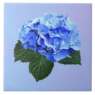Beautiful Blue Hydrangea Tile