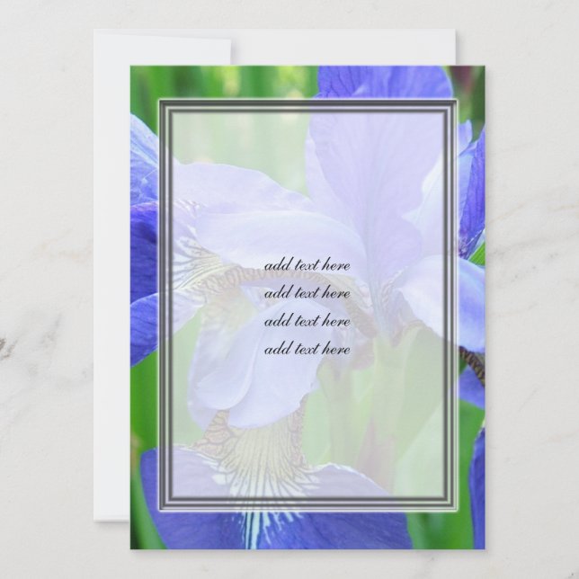 beautiful blue iris flowers (Front)