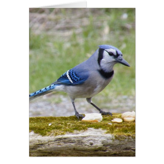 Beautiful Blue Jay bird (Front)