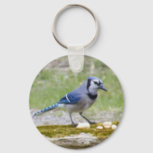 Beautiful Blue Jay bird Key Ring