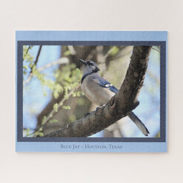 Beautiful Blue Jay; Bird Lover's  Jigsaw Puzzle (Horizontal)