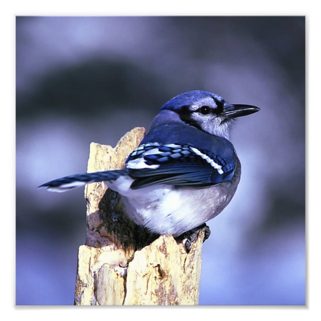 Beautiful Blue Jay bird Photo Print (Front)