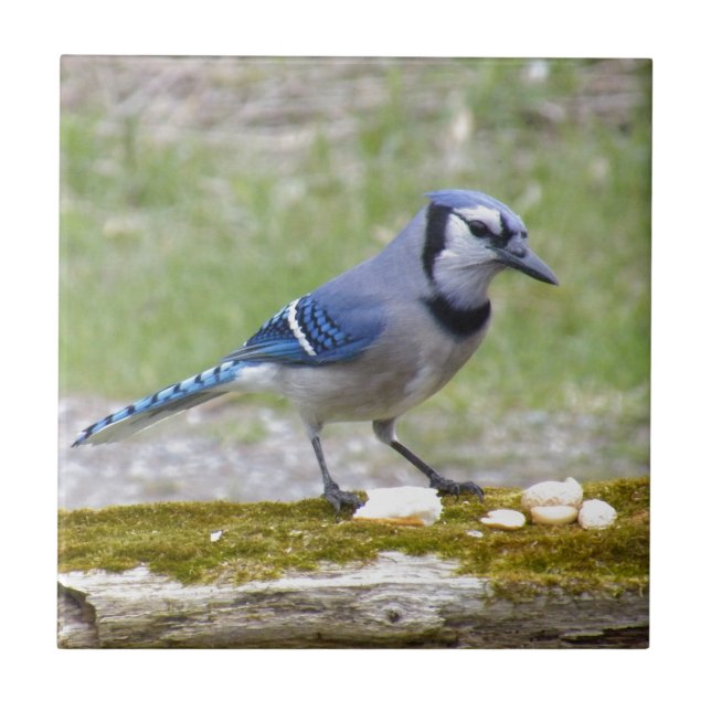 Beautiful Blue Jay bird Tile (Front)