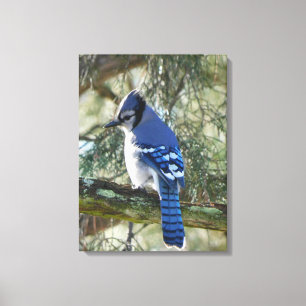 Beautiful Blue Jay Canvas Print