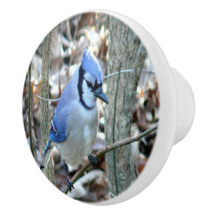 Beautiful Blue Jay Ceramic Knob