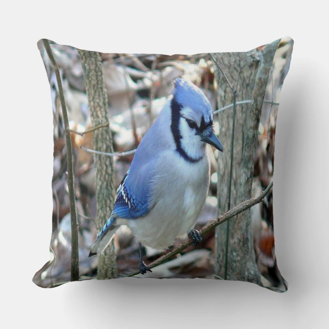 Beautiful Blue Jay Cushion (Front)